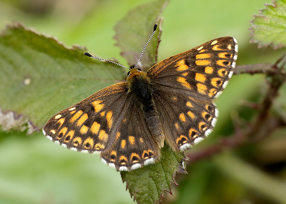 Duke of Burgundy Hamearis lucina