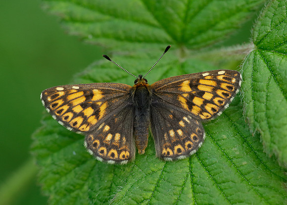 Duke of Burgundy Hamearis lucina