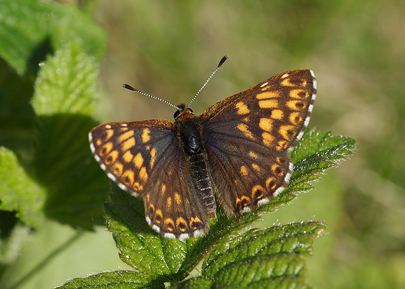 Duke of Burgundy Hamearis lucina