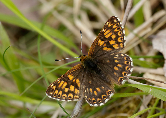 Duke of Burgundy Hamearis lucina