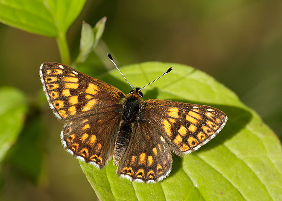Duke of Burgundy Hamearis lucina