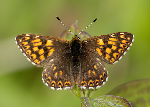 Duke of Burgundy Hamearis lucina