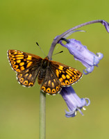 Duke of Burgundy Hamearis lucina