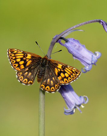 Duke of Burgundy Hamearis lucina