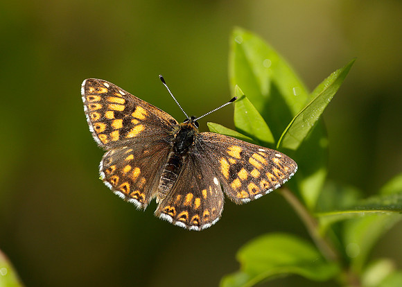 Duke of Burgundy Hamearis lucina
