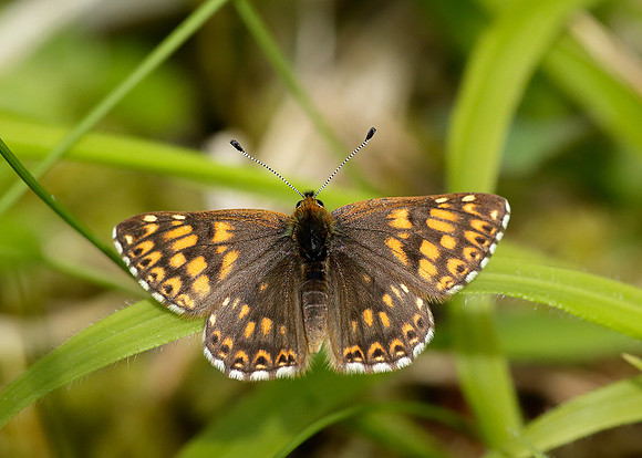 Duke of Burgundy Hamearis lucina