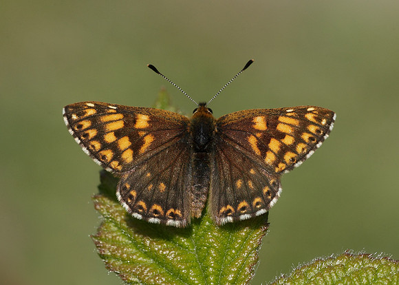 Duke of Burgundy Hamearis lucina