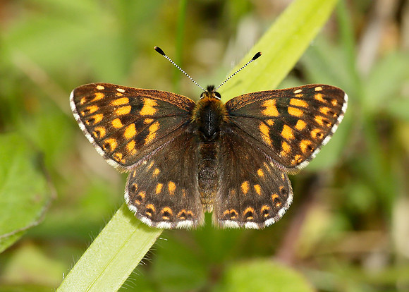 Duke of Burgundy Hamearis lucina