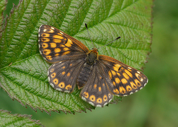 Duke of Burgundy Hamearis lucina