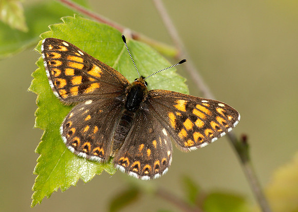 Duke of Burgundy Hamearis lucina