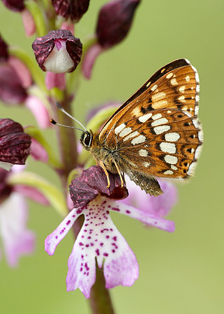 Duke of Burgundy Hamearis lucina