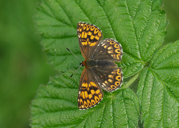 Duke of Burgundy Hamearis lucina