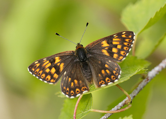 Duke of Burgundy Hamearis lucina