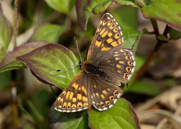 Duke of Burgundy Hamearis lucina