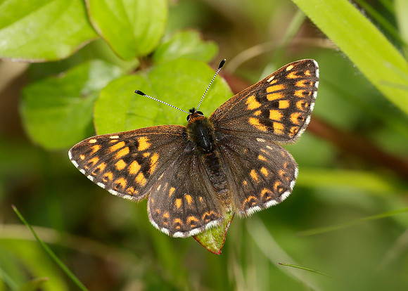Duke of Burgundy Hamearis lucina