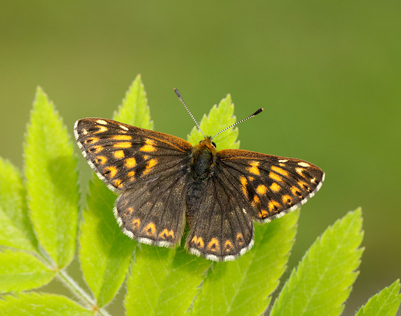 Duke of Burgundy Hamearis lucina