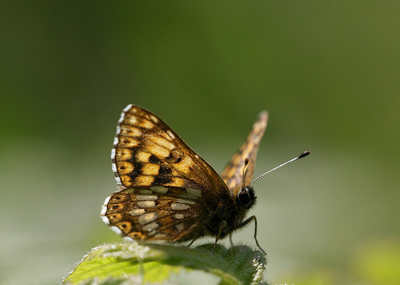 Duke of Burgundy Hamearis lucina