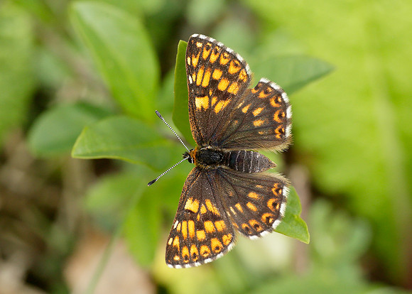 Duke of Burgundy Hamearis lucina