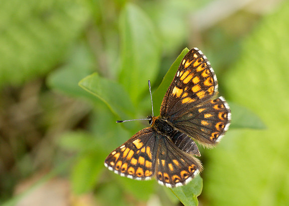 Duke of Burgundy Hamearis lucina