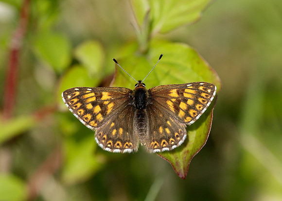 Duke of Burgundy Hamearis lucina