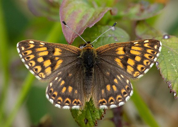 Duke of Burgundy Hamearis lucina