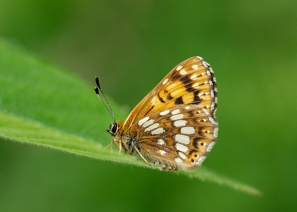 Duke of Burgundy Hamearis lucina