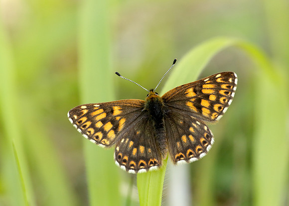 Duke of Burgundy Hamearis lucina
