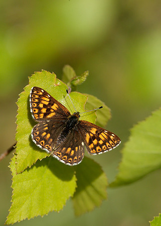 Duke of Burgundy Hamearis lucina