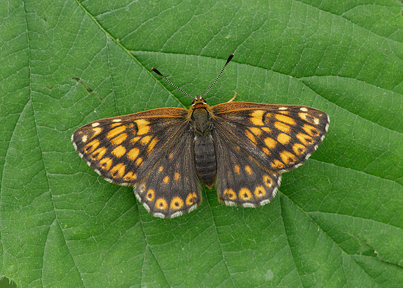 Duke of Burgundy Hamearis lucina