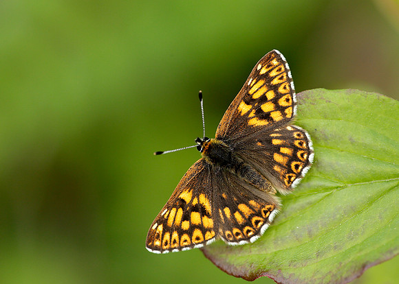Duke of Burgundy Hamearis lucina