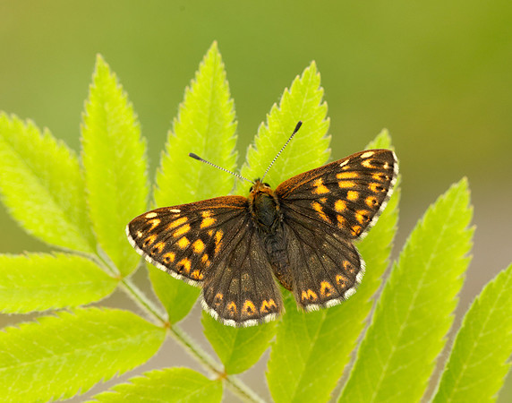 Duke of Burgundy Hamearis lucina
