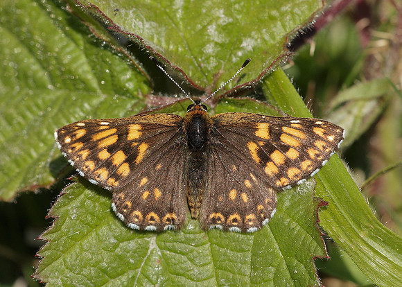 Duke of Burgundy Hamearis lucina