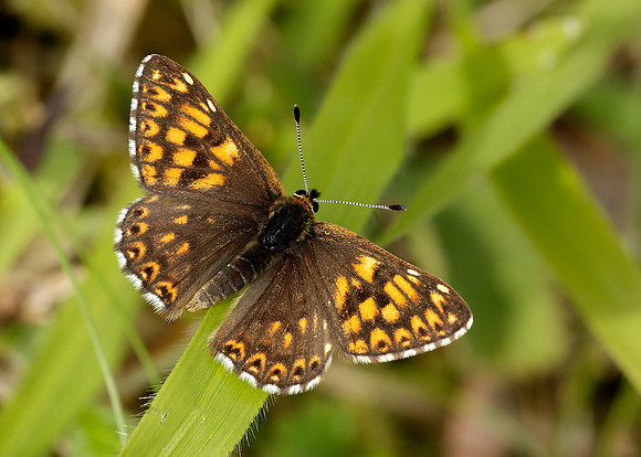 Duke of Burgundy Hamearis lucina