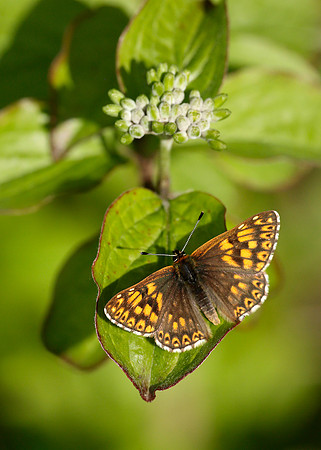 Duke of Burgundy Hamearis lucina