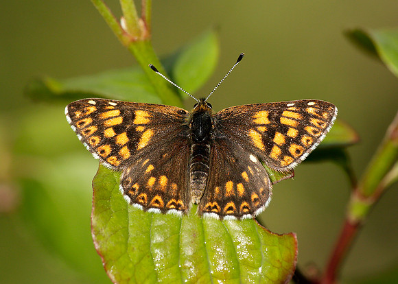 Duke of Burgundy Hamearis lucina