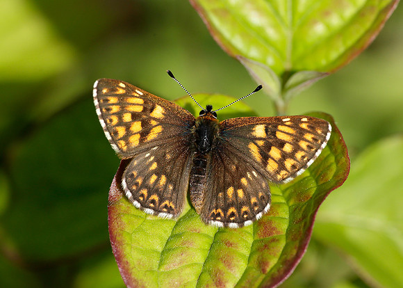 Duke of Burgundy Hamearis lucina