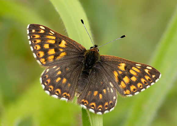 Duke of Burgundy Hamearis lucina