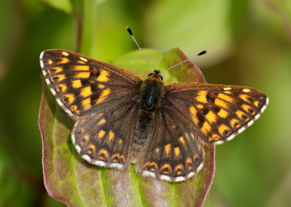 Duke of Burgundy Hamearis lucina