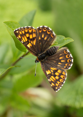 Duke of Burgundy Hamearis lucina