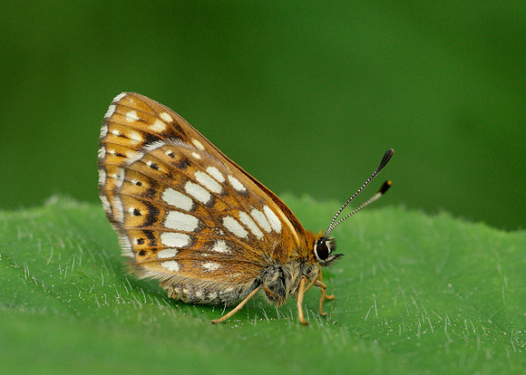 Duke of Burgundy Hamearis lucina