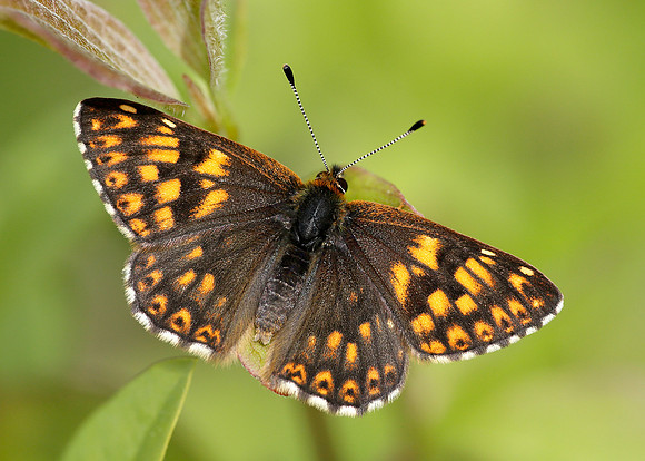 Duke of Burgundy Hamearis lucina