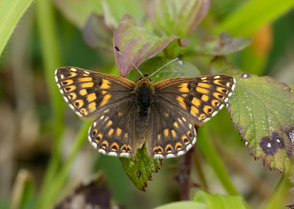 Duke of Burgundy Hamearis lucina