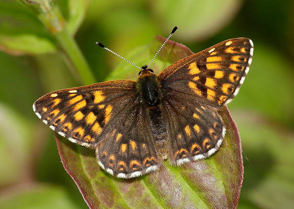 Duke of Burgundy Hamearis lucina