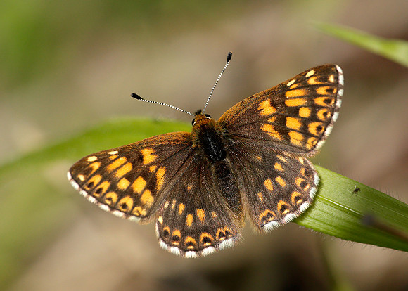 Duke of Burgundy Hamearis lucina