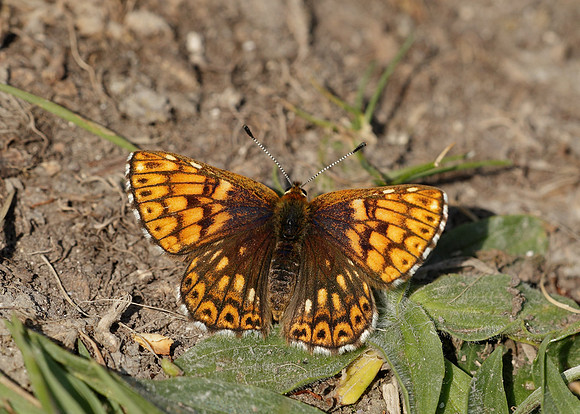 Duke of Burgundy Hamearis lucina