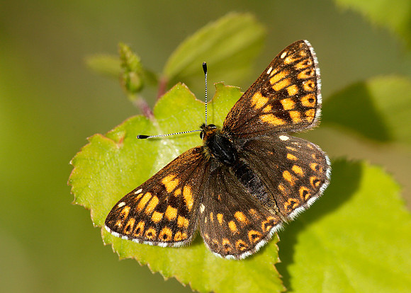 Duke of Burgundy Hamearis lucina