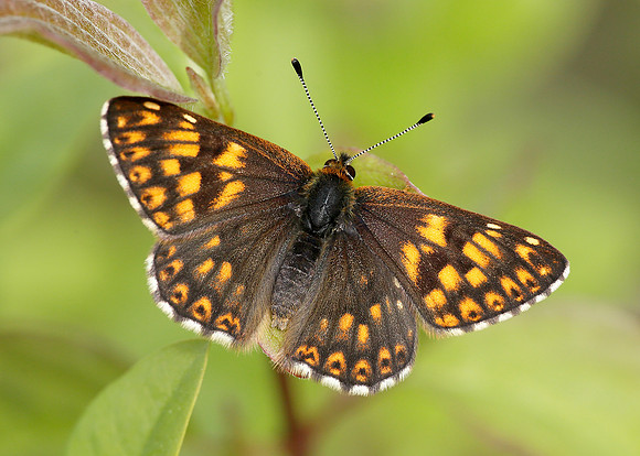 Duke of Burgundy Hamearis lucina