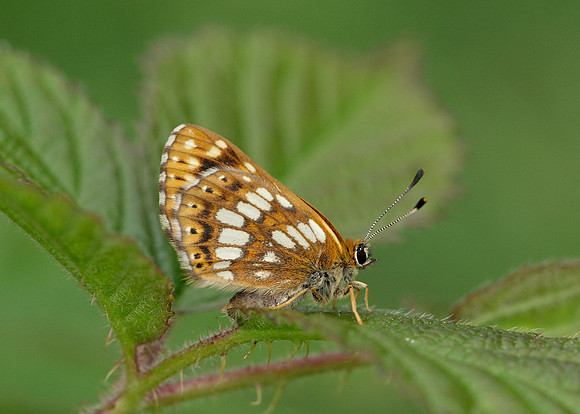 Duke of Burgundy Hamearis lucina