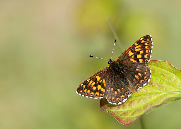 Duke of Burgundy Hamearis lucina