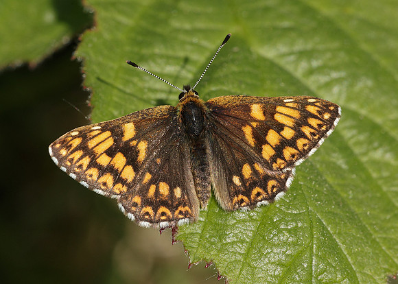 Duke of Burgundy Hamearis lucina